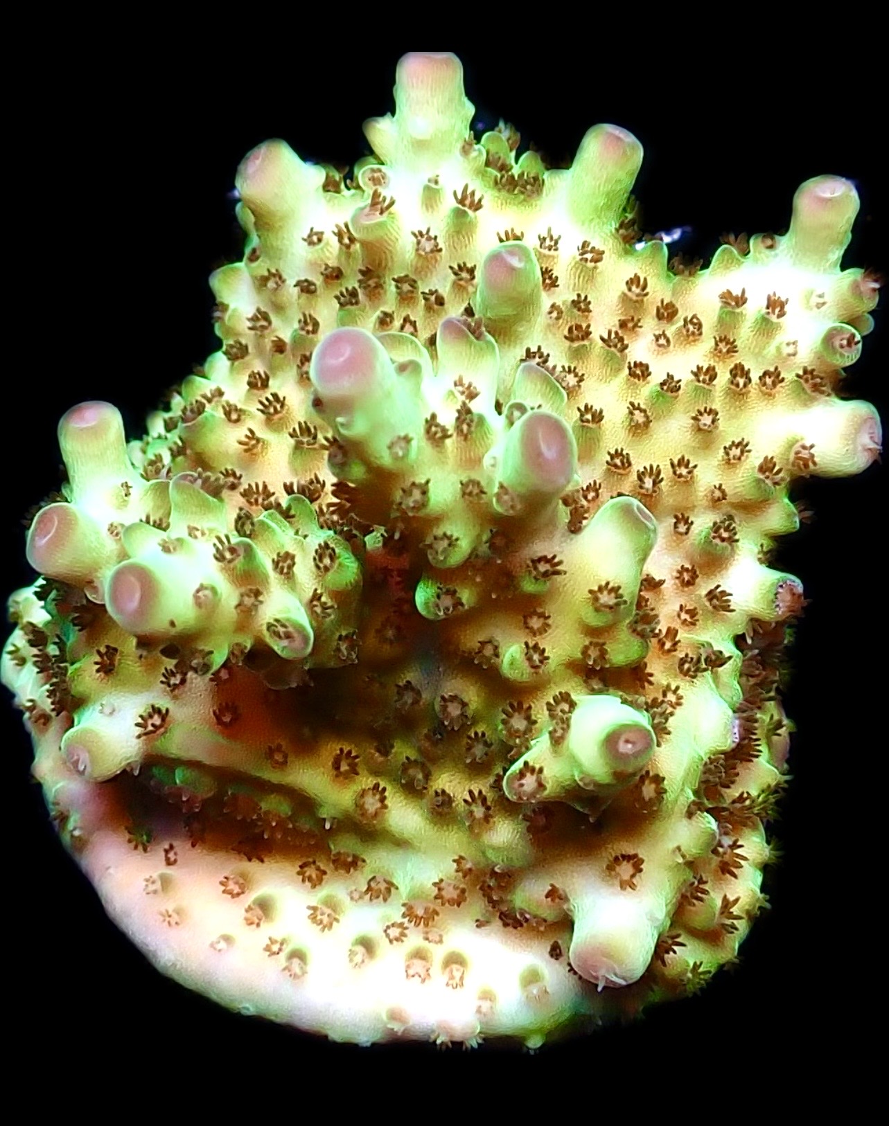 WYSIWYG 7B Tabling Berry Blast Granulosa Frag Extra Large