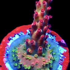 WYSIWYG 9G Indo Shortcake Acropora Frag