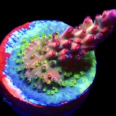 WYSIWYG 10G Indo Shortcake Acropora Frag