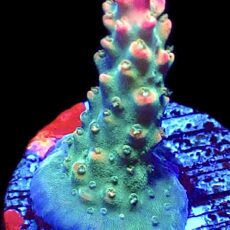 WYSIWYG 12G Krakatoa Acropora Frag