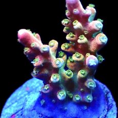 WYSIWYG 15i Fantasia Acropora