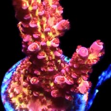 WYSIWYG 22H PC Rainbow Acropora Frag Extra Large