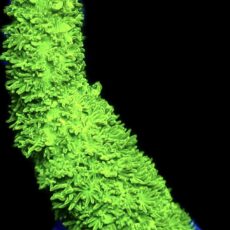 WYSIWYG 12K Purple Tip Bali Slimer Staghorn Acropora Large