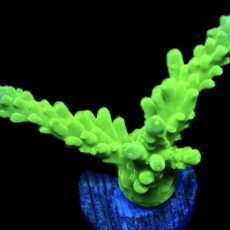 WYSIWYG 20C Nuclear Frogskin Staghorn Acropora
