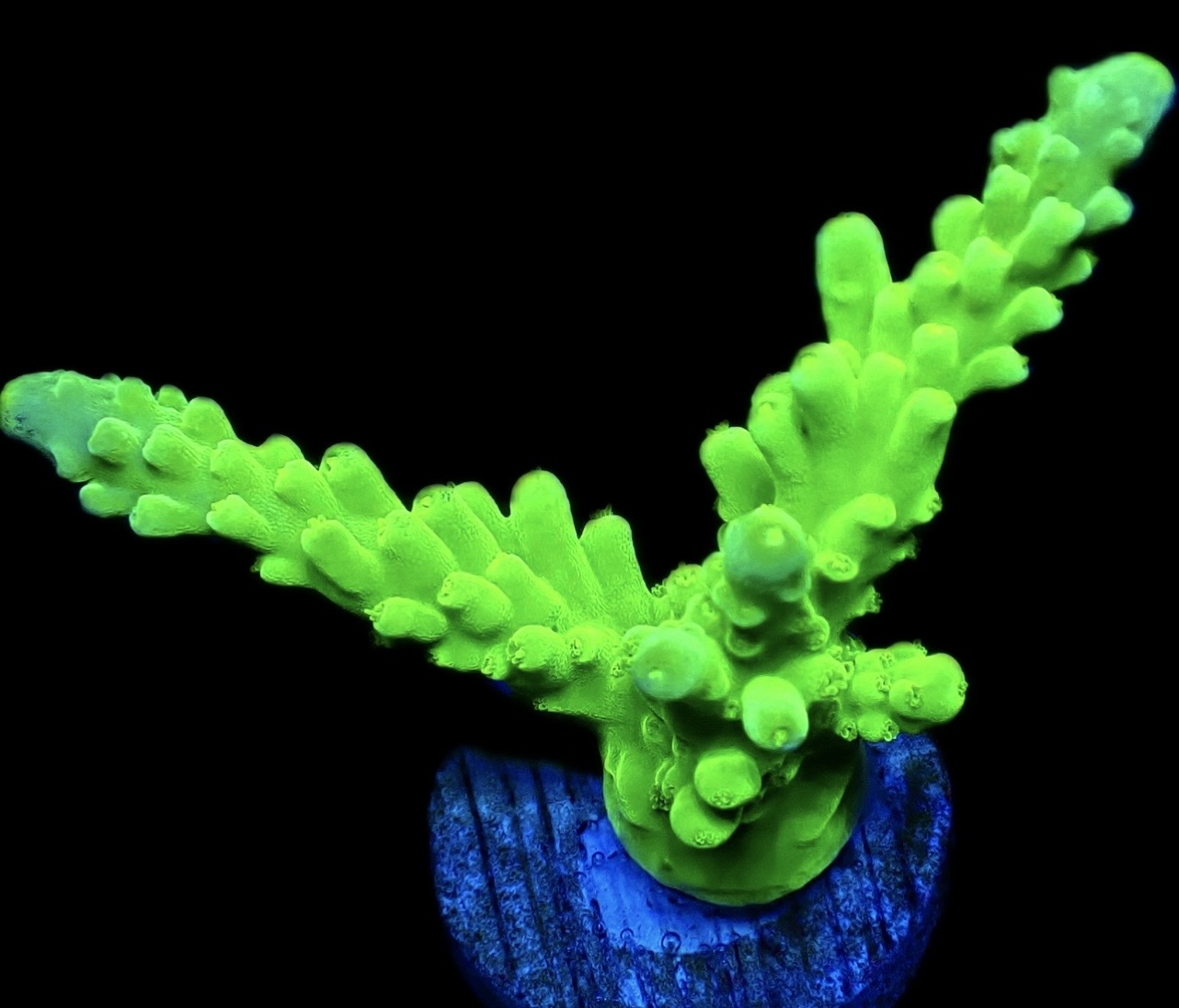 WYSIWYG 20C Nuclear Frogskin Staghorn Acropora