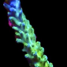 WYSIWYG 21J Electric Miyagi Tort Acropora Frag Extra Large