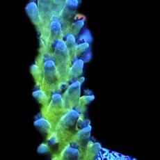 WYSIWYG 24E Electric Miyagi Tort Acropora Frag Extra Large