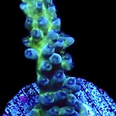 WYSIWYG M21 Electric Miyagi Tort Acropora Frag Large