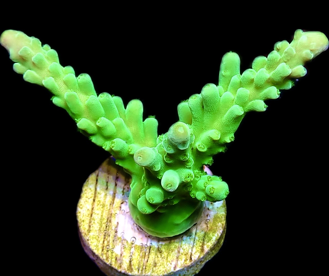 WYSIWYG 20C Nuclear Frogskin Staghorn Acropora - Image 2