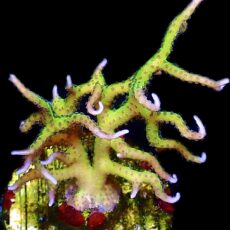 WYSIWYG M9 Lime Berry Seriatopora Hysterix
