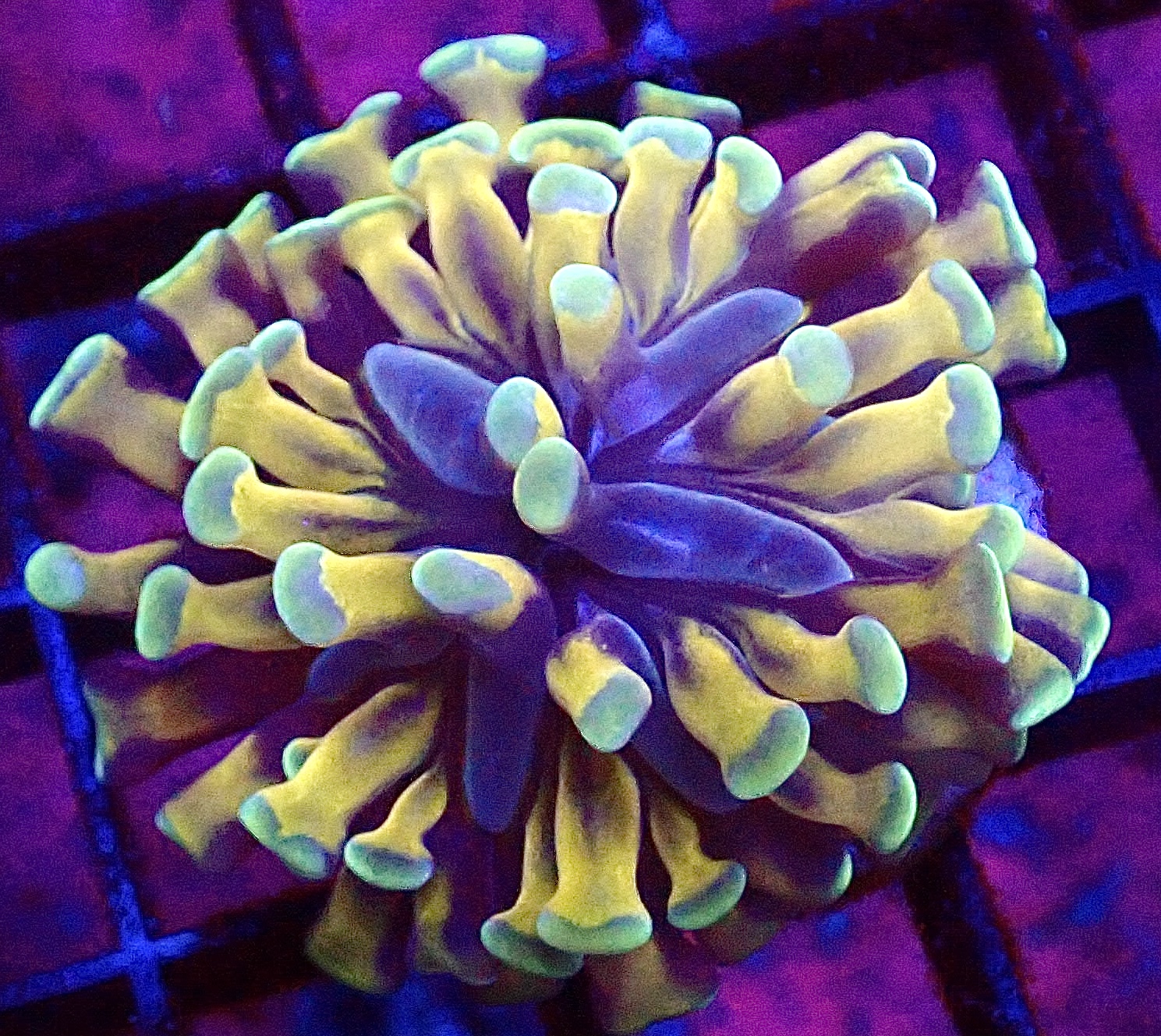 WYSIWYG Orange And Gold Branching Hammer 35