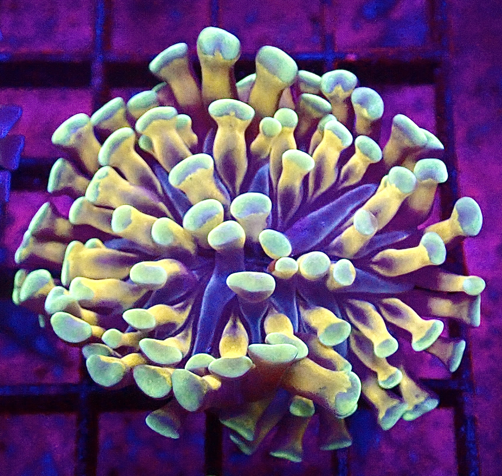 WYSIWYG Orange And Gold Branching Hammer 10