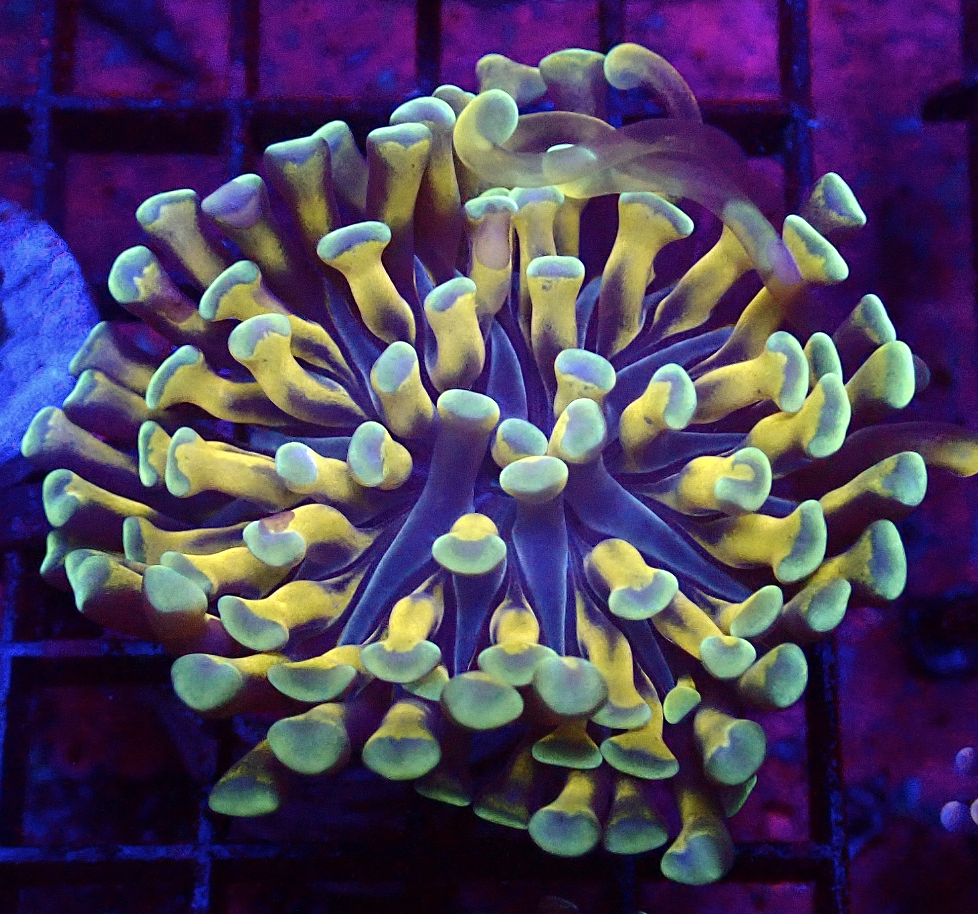 WYSIWYG Orange And Gold Branching Hammer 83