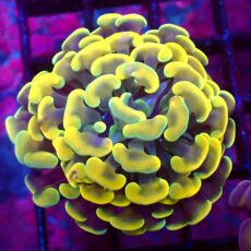 WYSIWYG Gold / Lime Hologram Branching Hammer 4