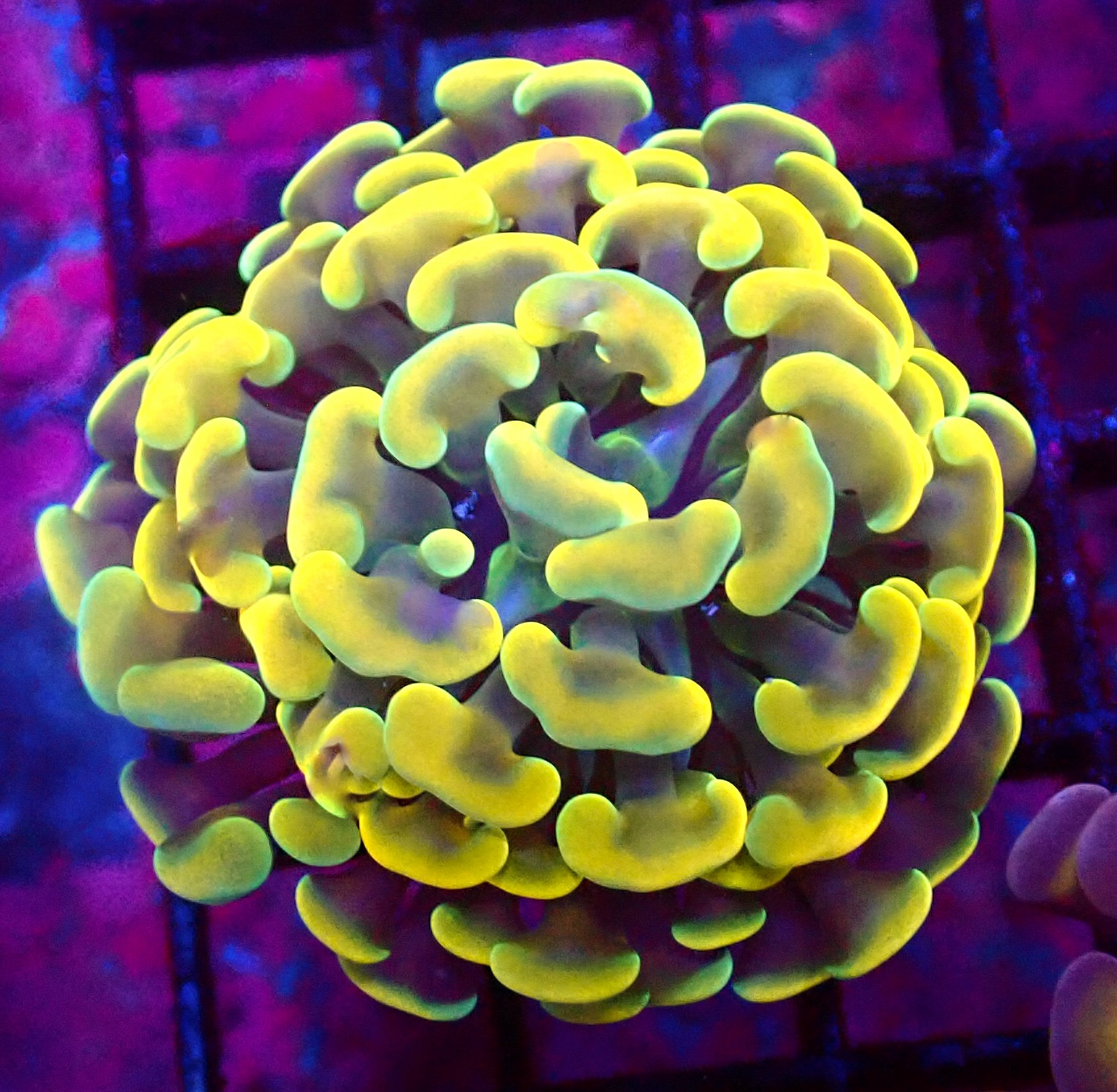 WYSIWYG Gold / Lime Hologram Branching Hammer 4