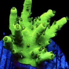 WYSIWYG 17B Neon Smoothskin Acropora