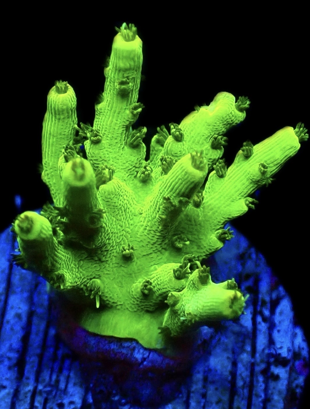 WYSIWYG 17B Neon Smoothskin Acropora