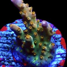 WYSIWYG 22D Midnight Beacon Acropora Frag