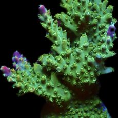 WYSIWYG 26F Rainbow Staghorn Frag Extra Large