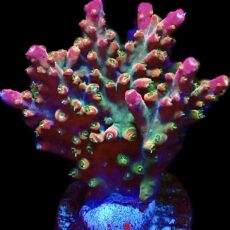 WYSIWYG 21G Galactica Acropora Extra Large