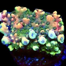 WYSIWYG 17F Pink Cadillac Acropora Large