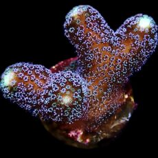 WYSIWYG M1 Purple Stylophora Milka