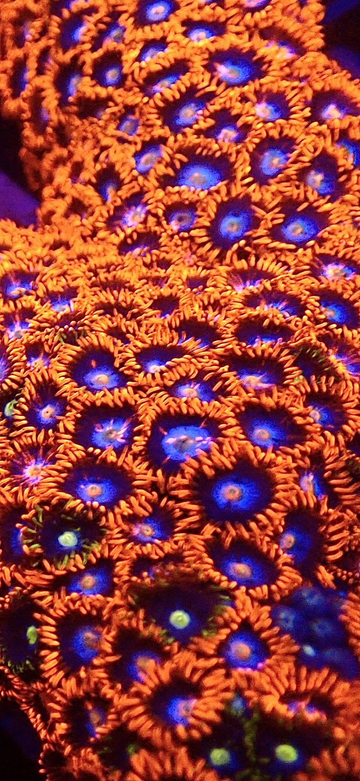 M.O.C. Cobalt Flare Zoanthid (10+ Polyps ) - Image 3