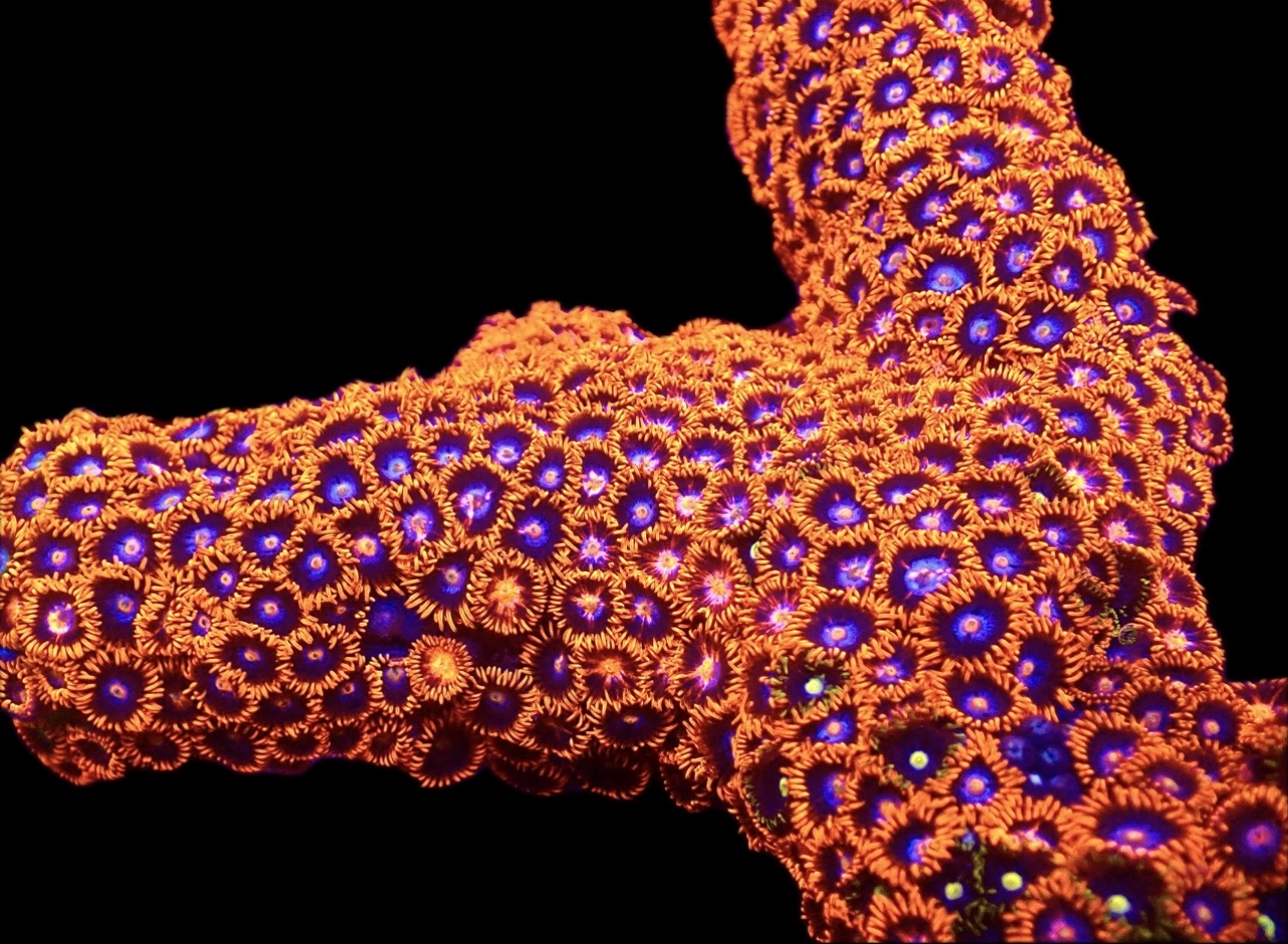 M.O.C. Cobalt Flare Zoanthid (10+ Polyps ) - Image 2