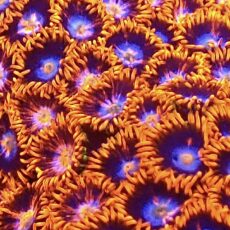 M.O.C. Cobalt Flare Zoanthid (10+ Polyps )
