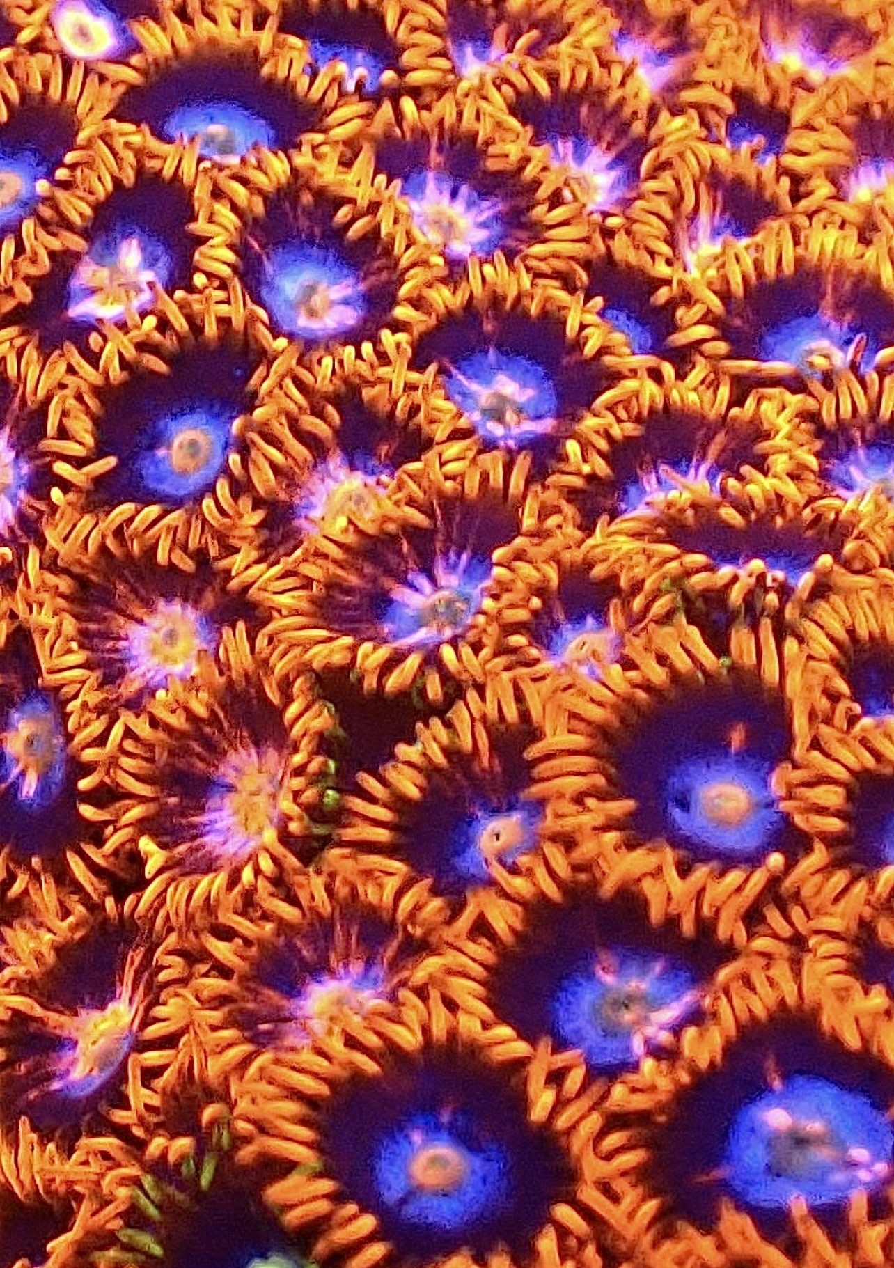 M.O.C. Cobalt Flare Zoanthid (10+ Polyps )