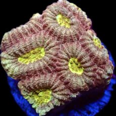 WYSIWYG 32C Moon Dust Favia Frag
