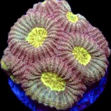 WYSIWYG 32E Moon Dust Favia Frag