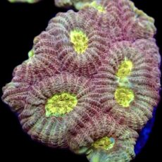 WYSIWYG 34B Moon Dust Favia Frag
