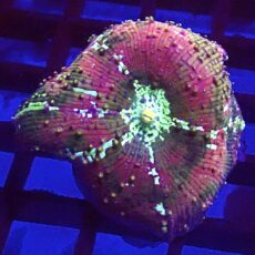 WYSIWYG A1 Ultra Discosoma Mushroom
