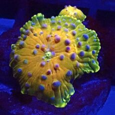 WYSIWYG A8 Rainbow Discosoma Mushroom