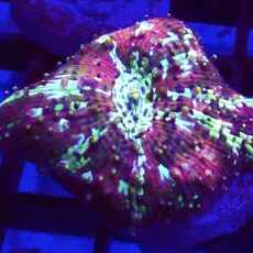 WYSIWYG A9 Ultra Discosoma Mushroom