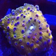 WYSIWYG A11 Rainbow Discosoma Mushroom