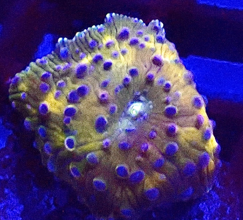 WYSIWYG A11 Rainbow Discosoma Mushroom