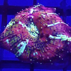 WYSIWYG A17 Ultra Discosoma Mushroom