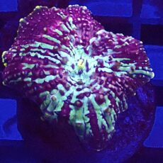 WYSIWYG A22 Ultra Discosoma Mushroom