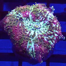 WYSIWYG A25 Ultra Discosoma Mushroom