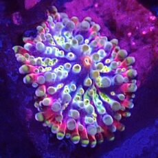WYSIWYG Rainbow Ricordea Yuma Small A32