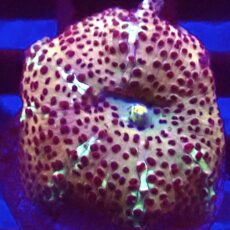 WYSIWYG A35 Ultra Discosoma Mushroom