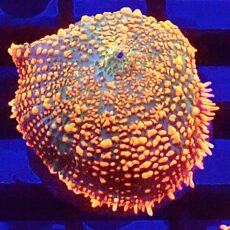 WYSIWYG Ultra Rhodactis Mushroom A42
