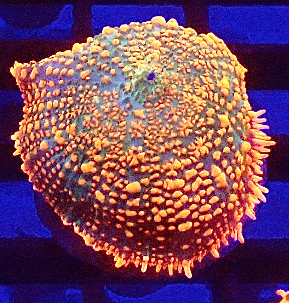 WYSIWYG Ultra Rhodactis Mushroom A42