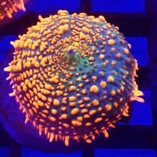 WYSIWYG Ultra Rhodactis Mushroom A43