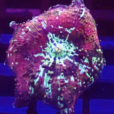 WYSIWYG A44 Ultra Discosoma Mushroom