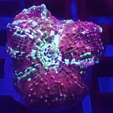 WYSIWYG A49 Ultra Discosoma Mushroom