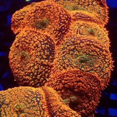 Ultra Forest Fire Mushroom