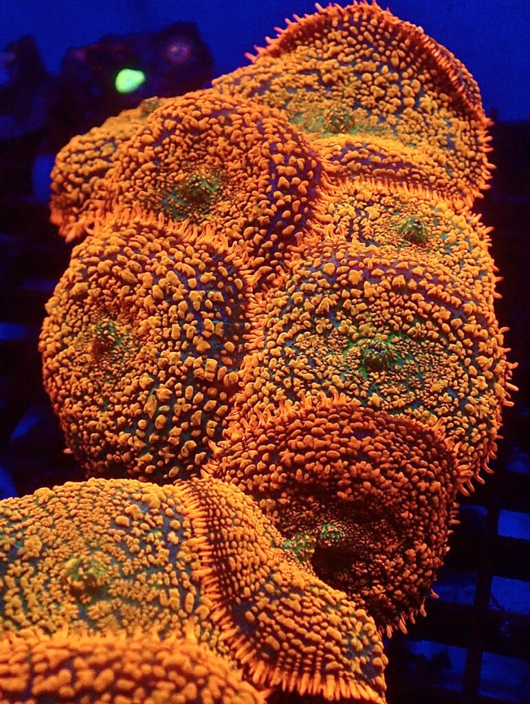 Ultra Forest Fire Mushroom